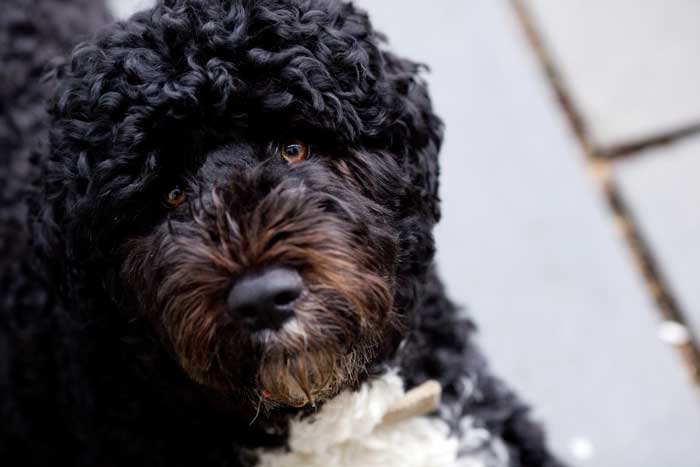 Portuguese Water Dog﻿