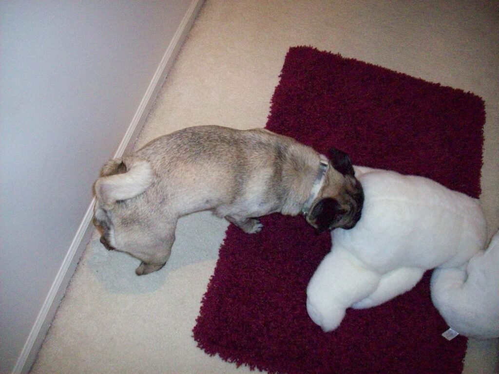 Pug standing indoors
