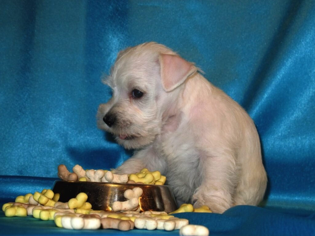 Miniature schnauzer puppy eating from a dog bowl