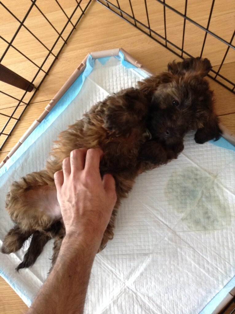 Puppy lying next to a used puppy pad during potty training