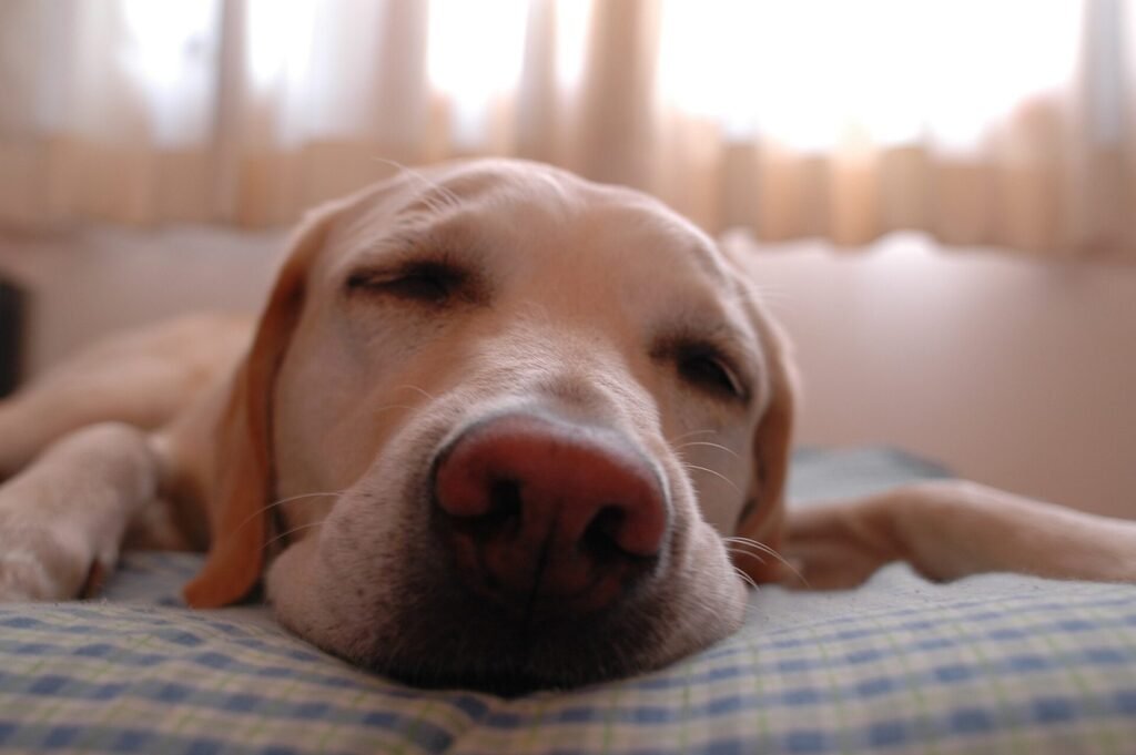 A dog fast asleep, head resting on a blanket