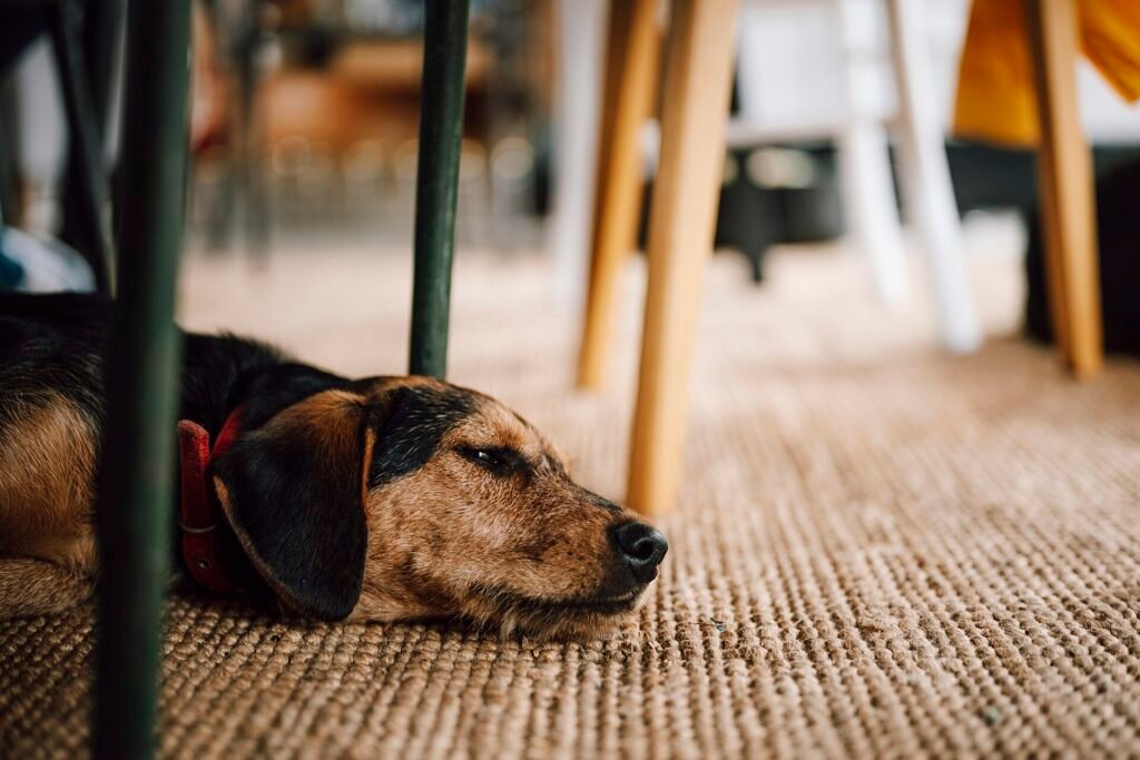 Beagle lying quietly on a rug under a table with its mouth closed