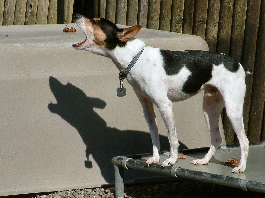 Rat terrier caught mid-bark