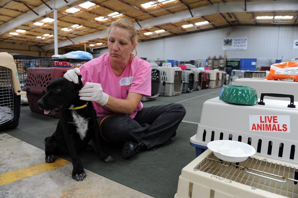 Volunteer removing ticks from a dog's coat