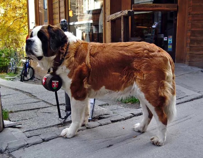 Saint Bernard