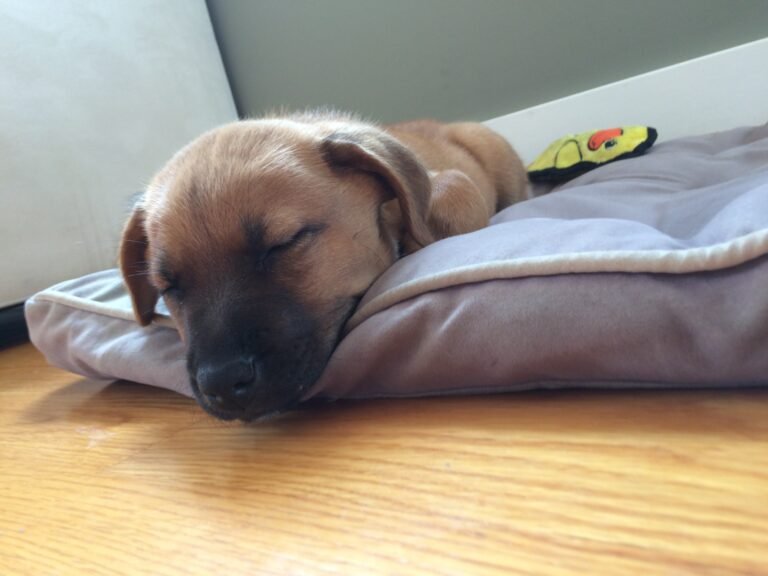 Puppy sleeping