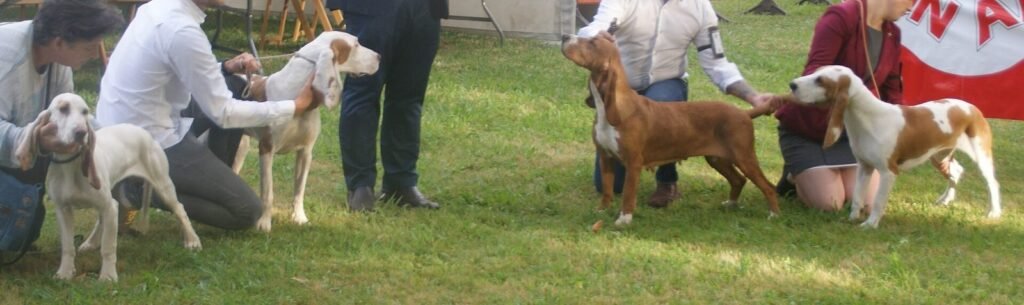 A group of hounds of noticeably different sizes standing side by side