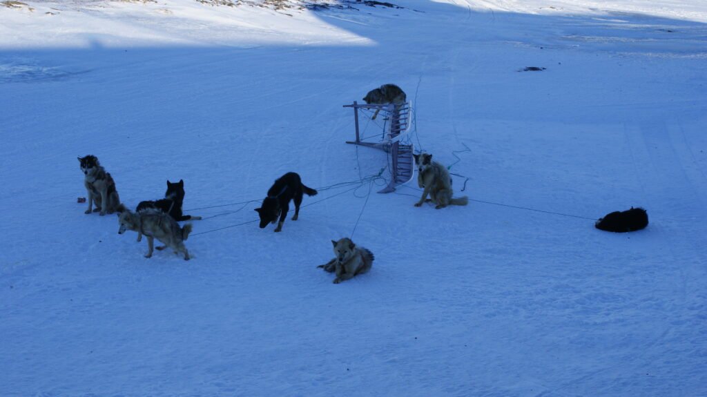 Dogs resting on snow in winter, illustrating paw protection needs