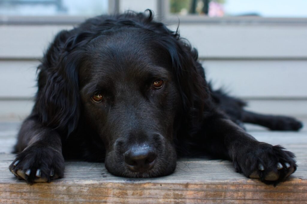 A black dog lying quietly on a wooden floor, head resting on its front paws
