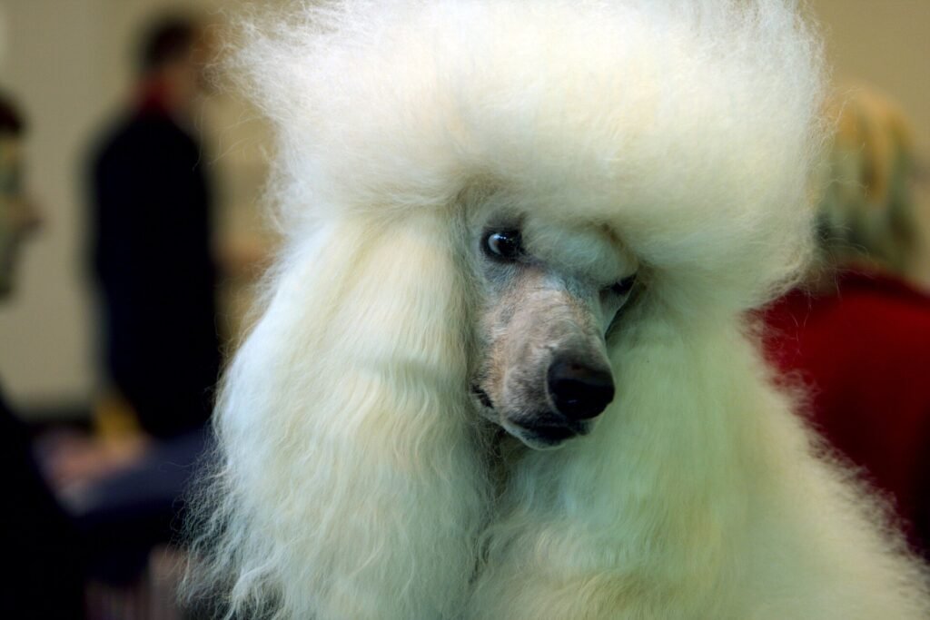 Standard poodle portrait at a dog show