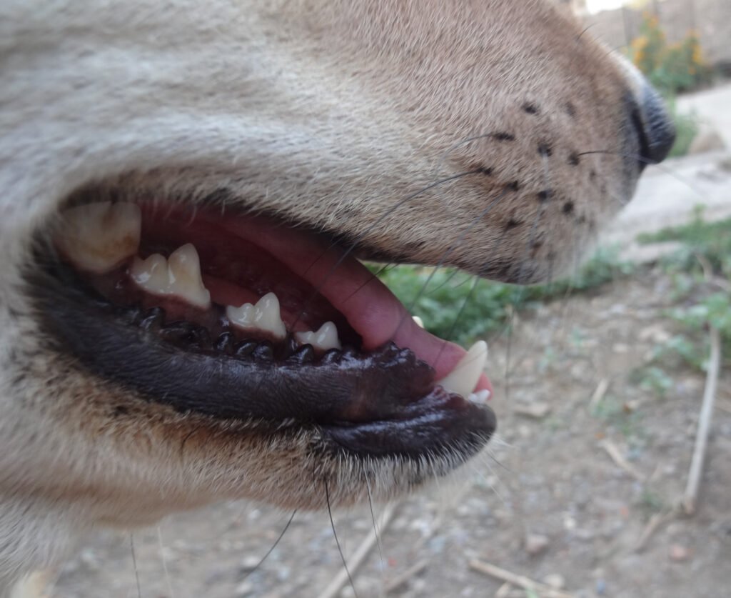 Dog mouth open showing teeth for dental health