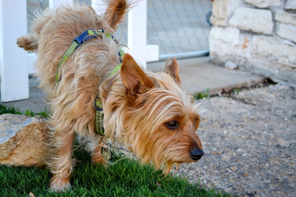 Terrier urinating indoors with a raised leg
