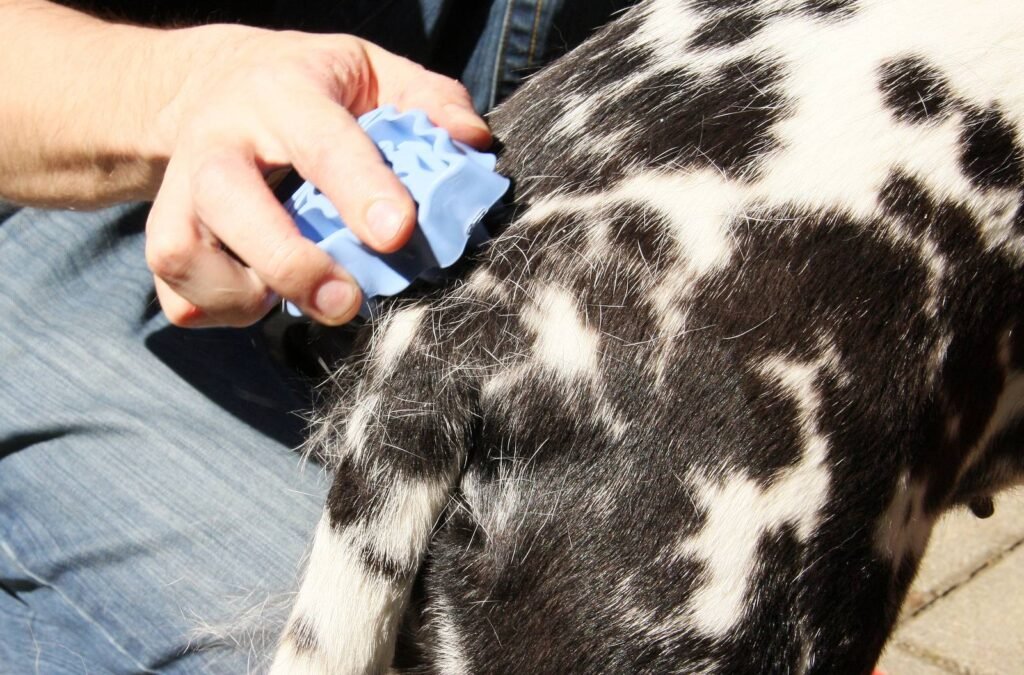 A hand working a rubber grooming tool across the back of a dalmatian
