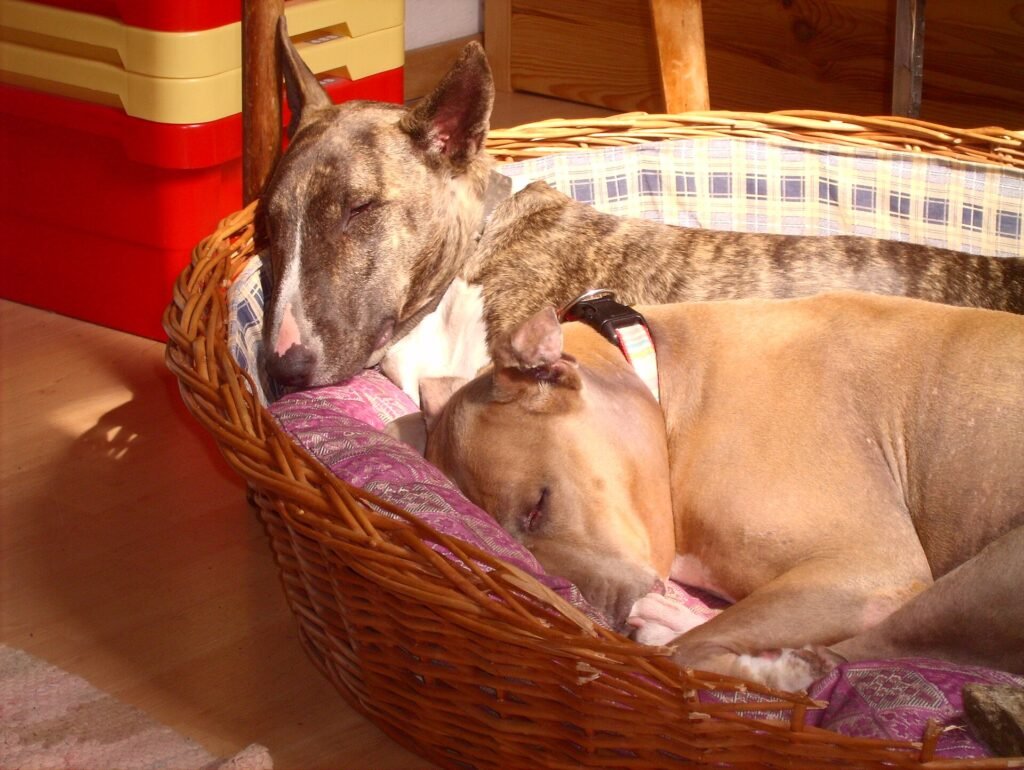 Two dogs curled up together in one dog basket