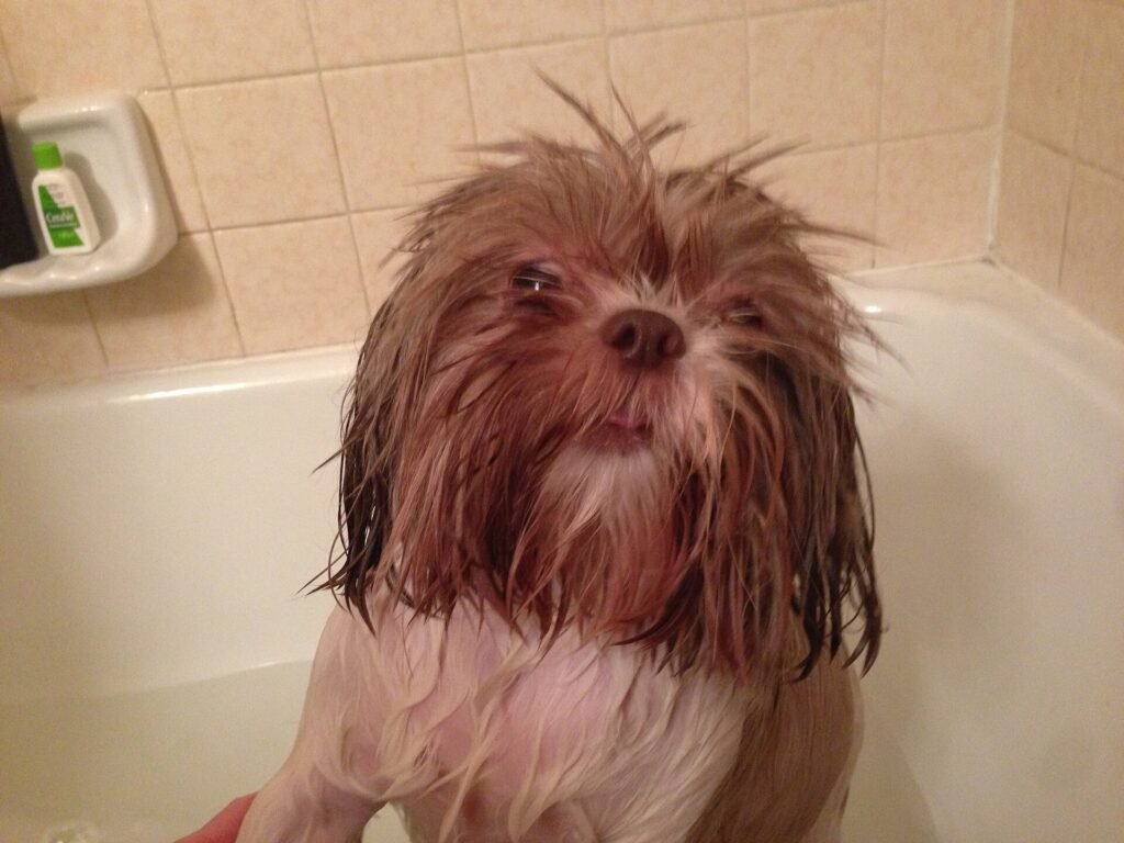 Soaking wet Shih Tzu standing in a bathtub during a bath