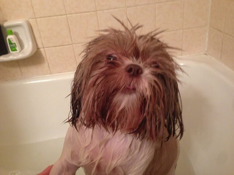Soaking wet Shih Tzu standing in a bathtub during a bath