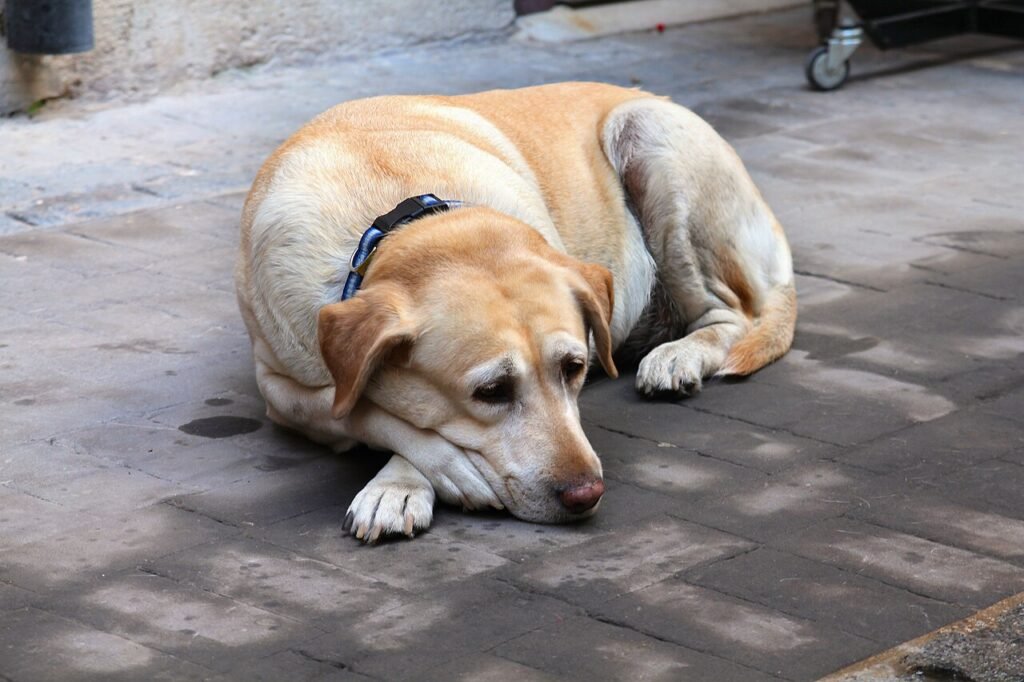 An older yellow Labrador with a blue collar resting on a paved sidewalk
