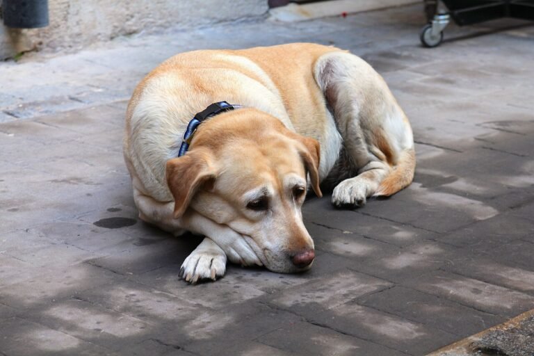 An older yellow Labrador with a blue collar resting on a paved sidewalk