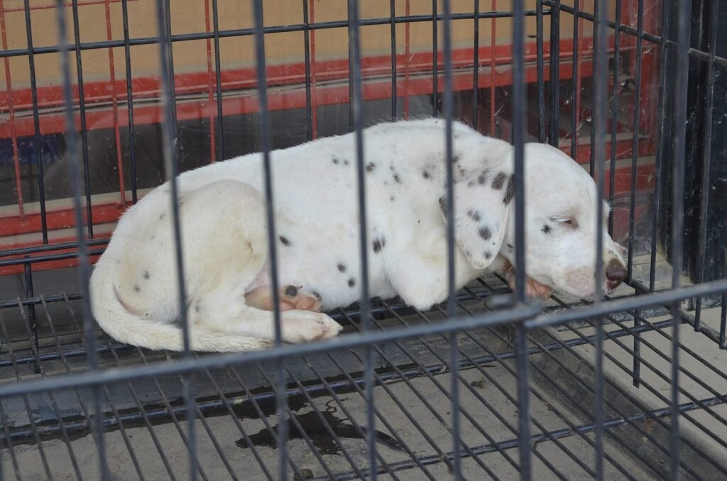 A dog lying quietly inside an open wire crate