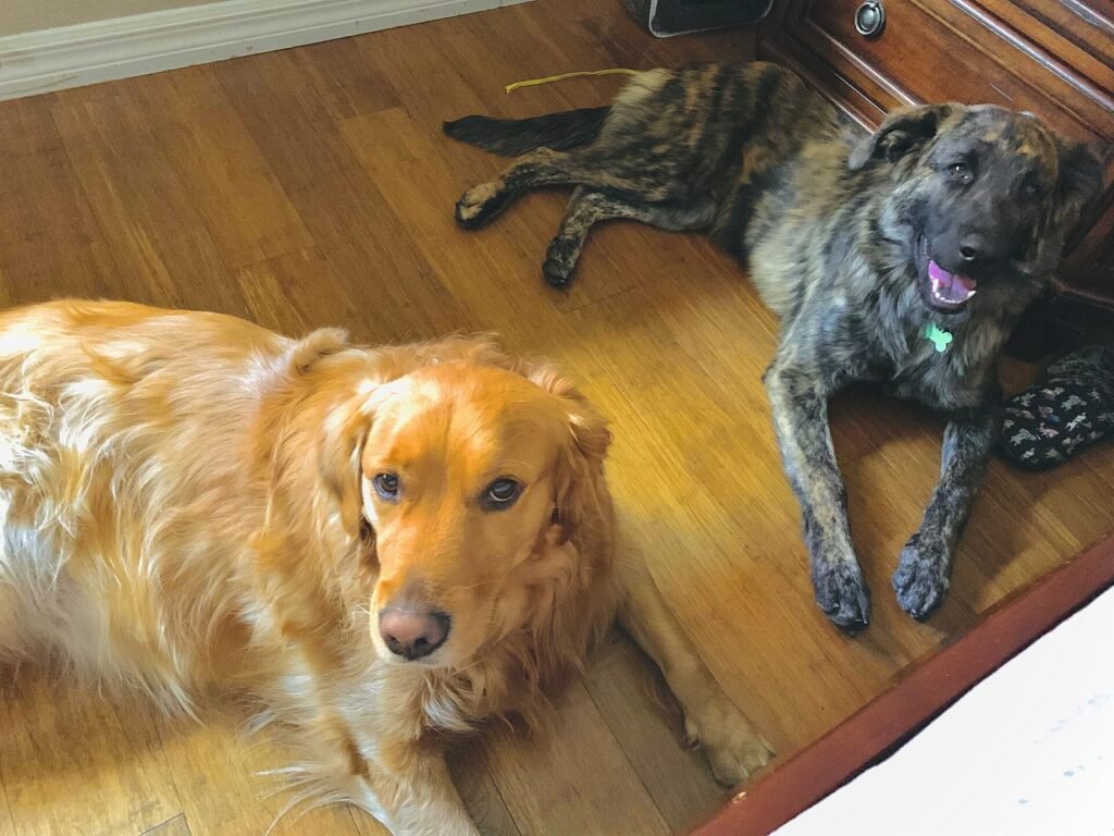 Two dogs stretched out on the wooden floor of a living room