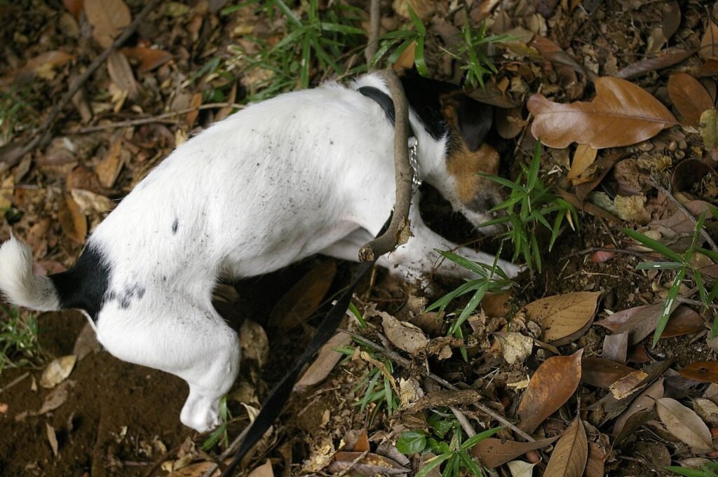 A Jack Russell terrier digging into a lawn, front paws deep in the soil