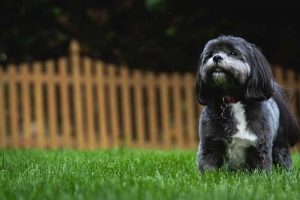 Why do dogs kick grass