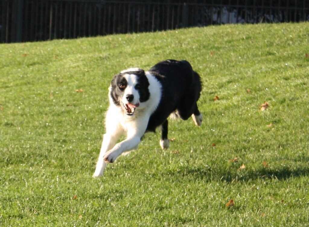 A dog running at full stretch across an open field