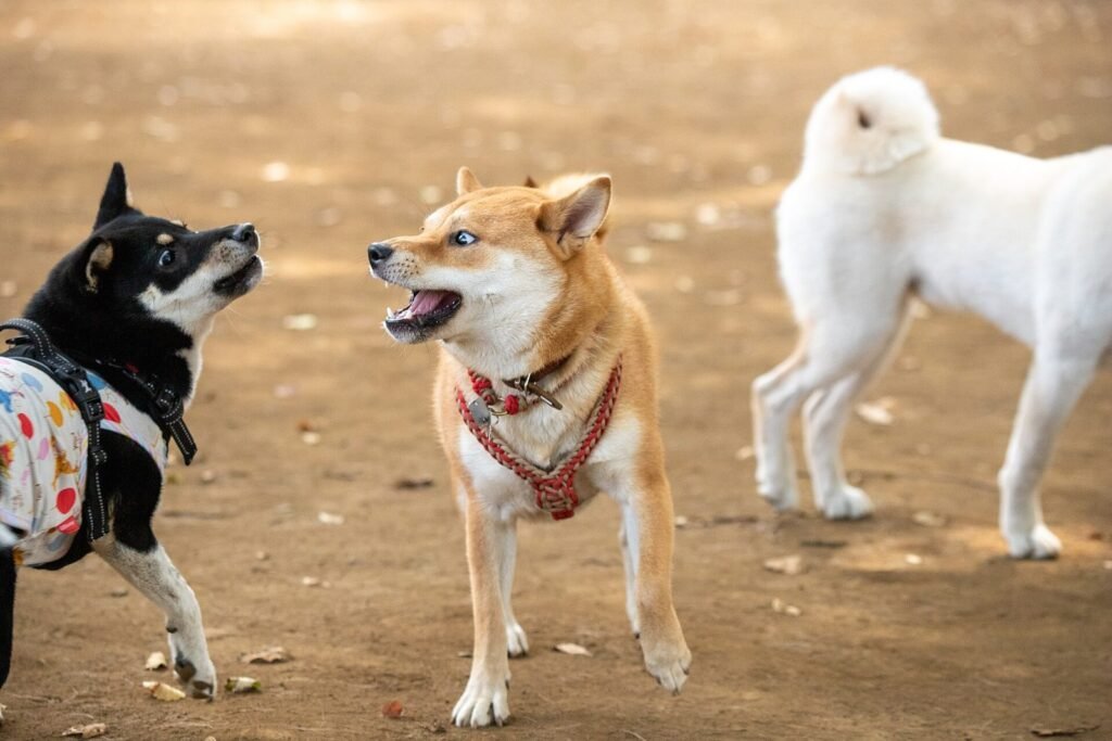 Two small dogs meeting nose to nose on a path, one of them barking