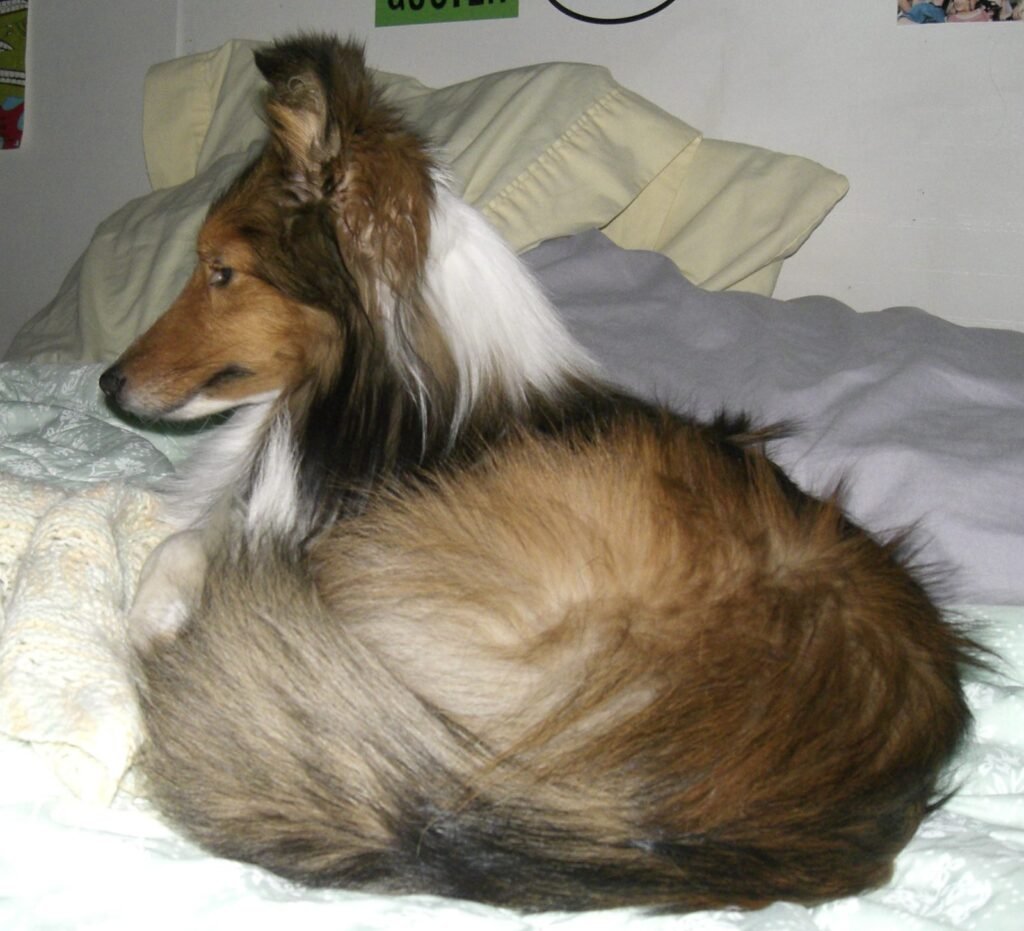 A shetland sheepdog curled up on a bed against the pillows