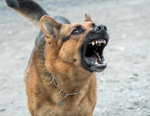 Why dogs bark at people?