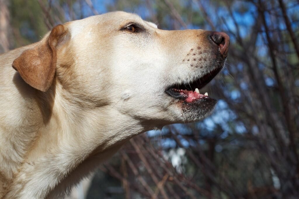 A Labrador barking in profile, head raised and mouth open