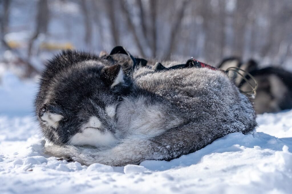 A Siberian husky curled up asleep in the snow