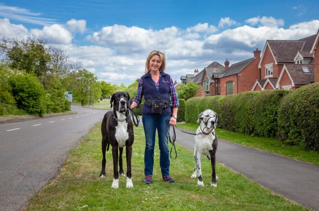 A woman walking two great danes on leads along a suburban pavement