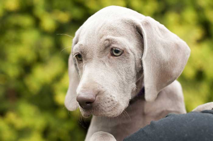 15 Worst Dog Breeds for Apartment Living