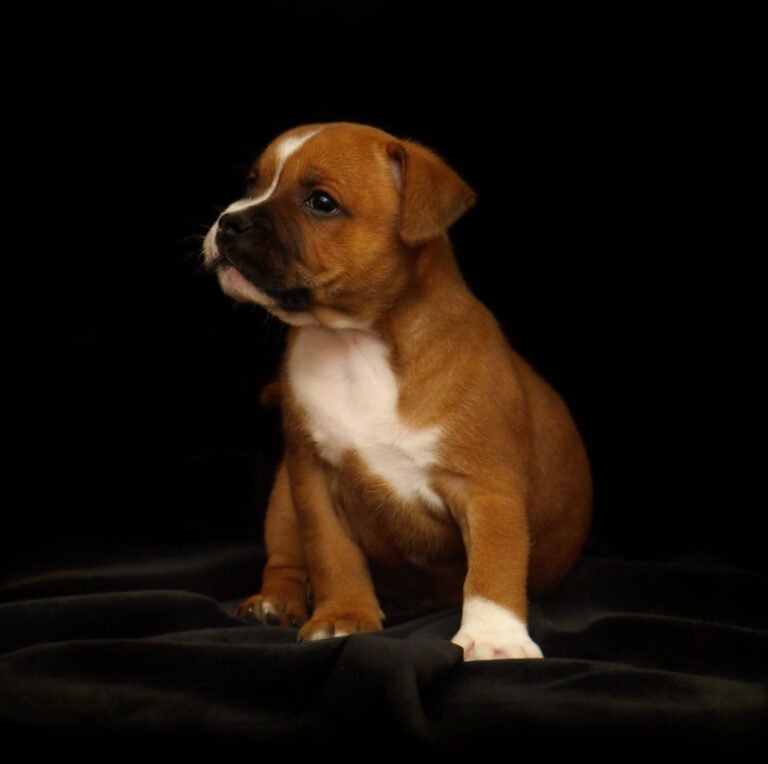 Young puppy sitting